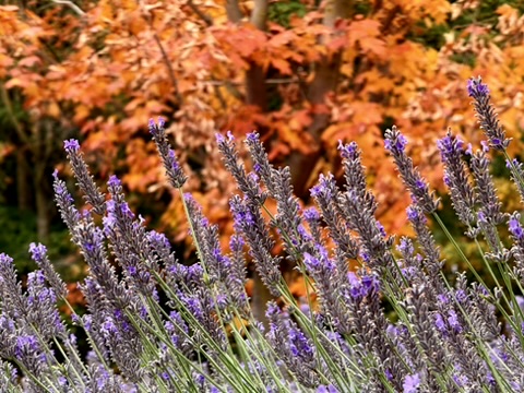 Lavender & Autumn