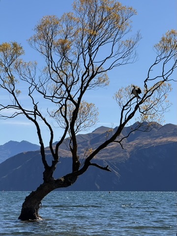 That Wanaka Tree