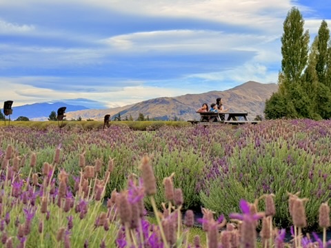 Lavender Farm