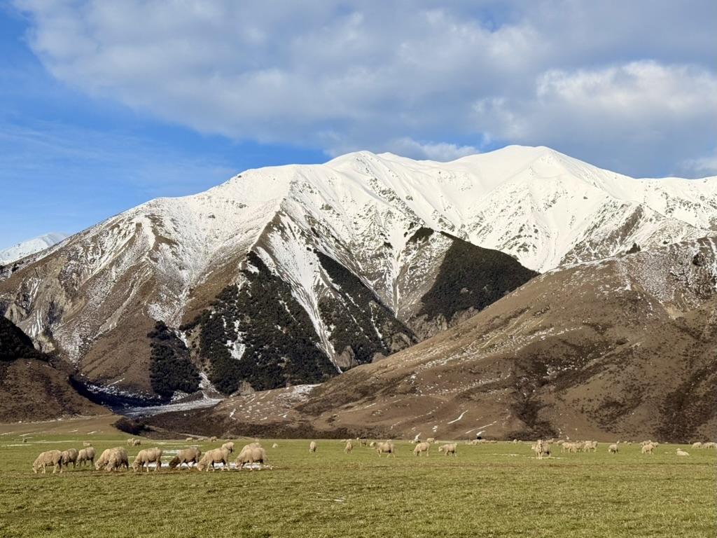 High Country Mob