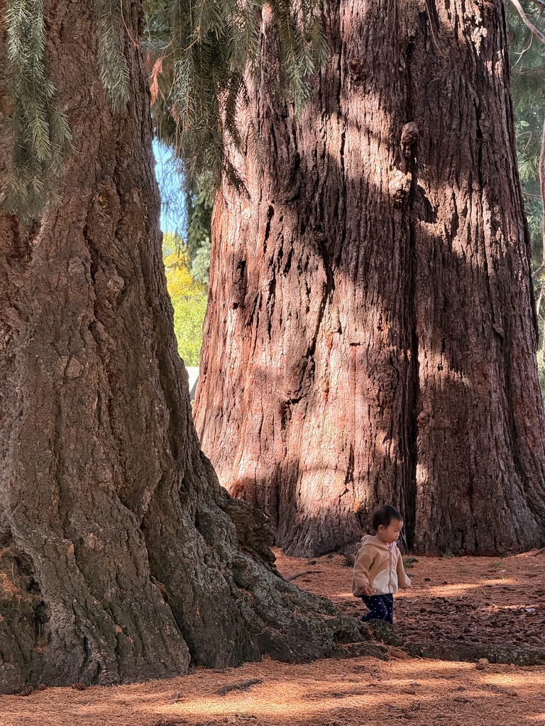 Giant Sequoias